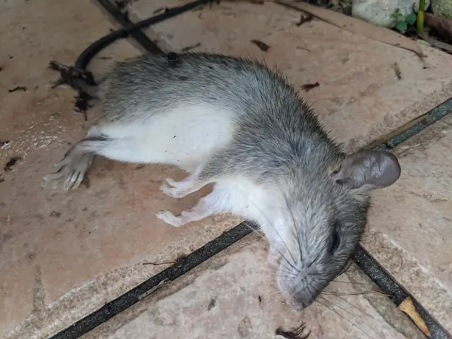 House mouse standing on a wooden surface