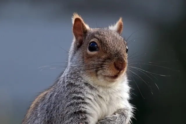 Eastern gray squirrel on a branch
