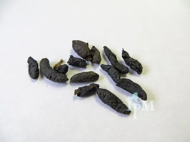 Norway rat droppings on a flat surface