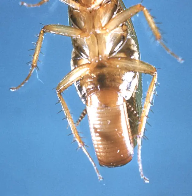 German cockroach carrying a purse-shaped egg case