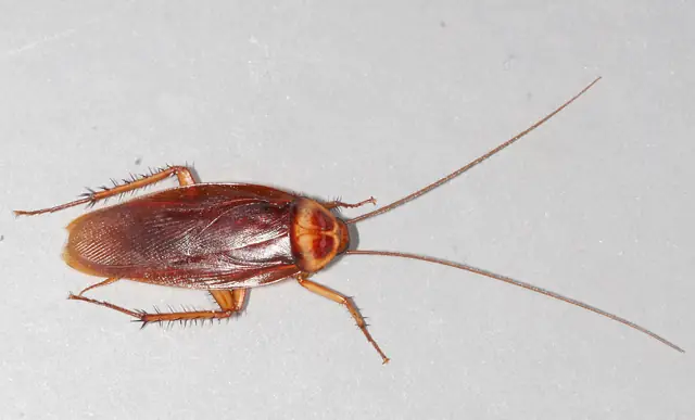 Large reddish-brown American cockroach