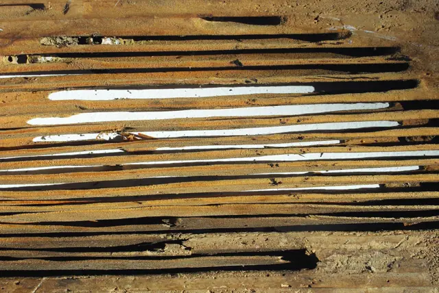 Smooth carpenter ant galleries excavated inside a piece of wood
