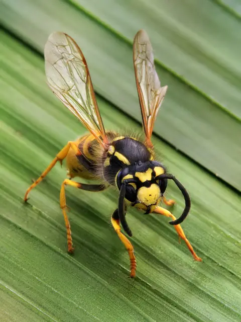Yellowjacket wasp photographed close up