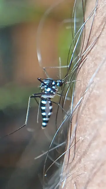 Asian tiger mosquito with striped legs