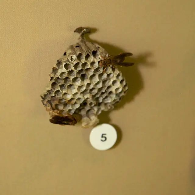 Wasp nest attached beneath a sheltered overhang