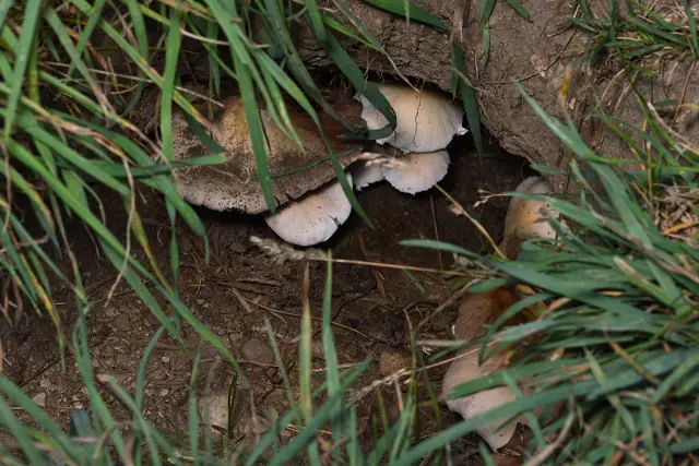 Groundhog burrow entrance with excavated soil