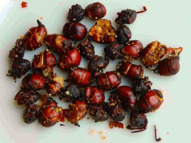 Ants gathered around spilled food