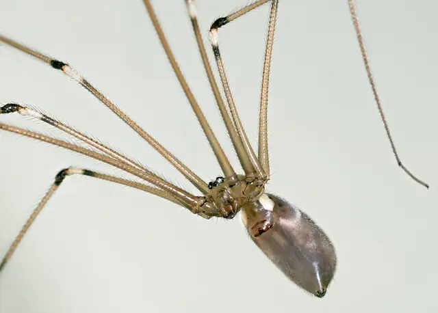 Long-legged cellar spider