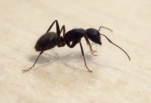 Adult black carpenter ant on a light surface
