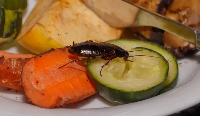 Dark glossy Oriental cockroach