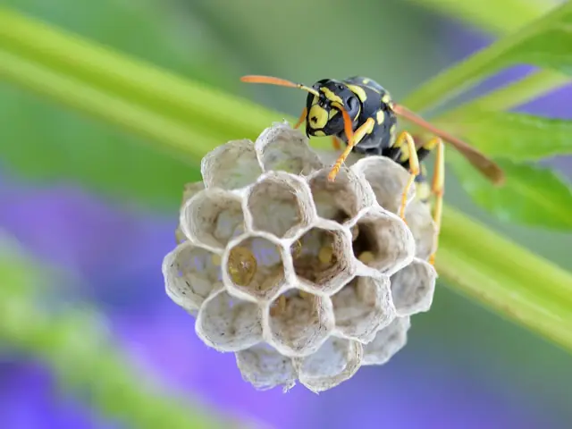 Open umbrella-shaped paper wasp nest with visible cells