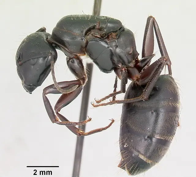 Side profile of a black carpenter ant specimen