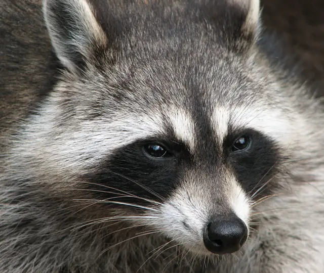 Raccoon standing outdoors