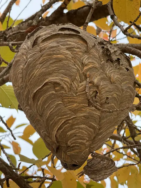 Large grey enclosed bald-faced hornet nest in a tree