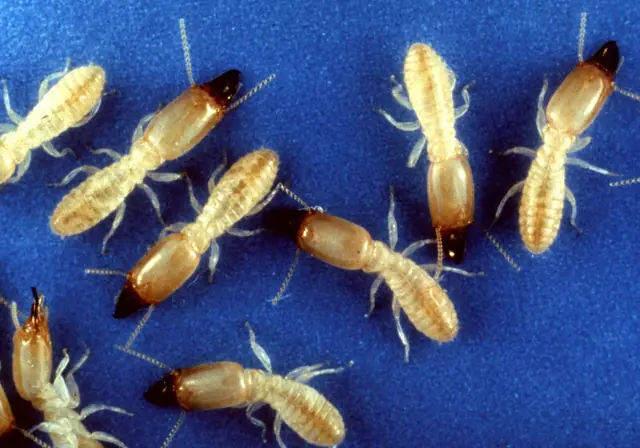 Eastern subterranean termite soldier with an enlarged head