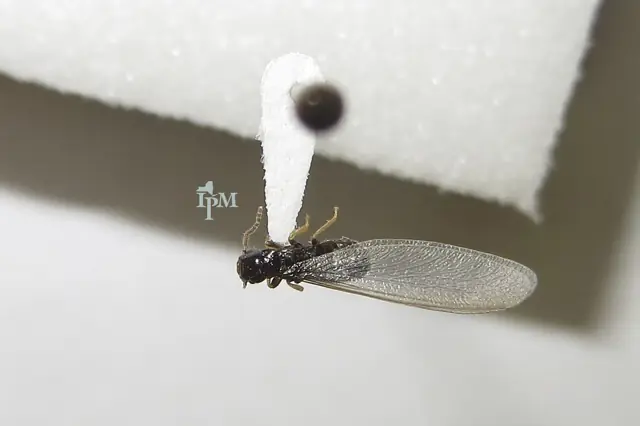 Winged termite swarmer photographed close up