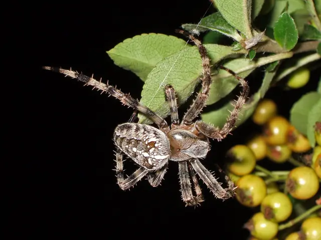 Orb-weaver spider on a wheel-shaped web