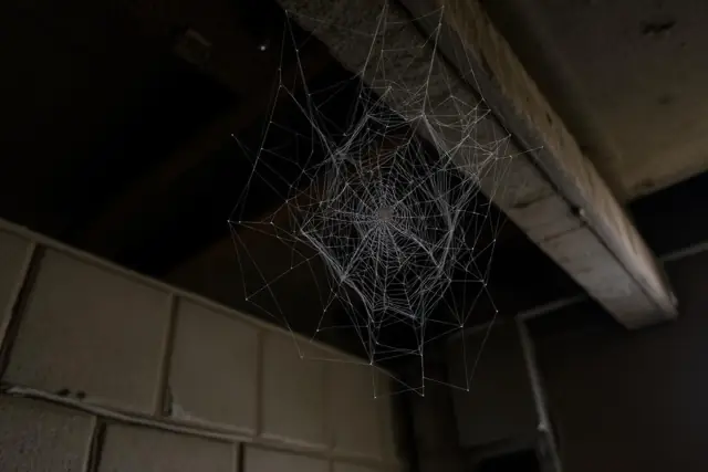 Dusty tangled spider web in a basement corner