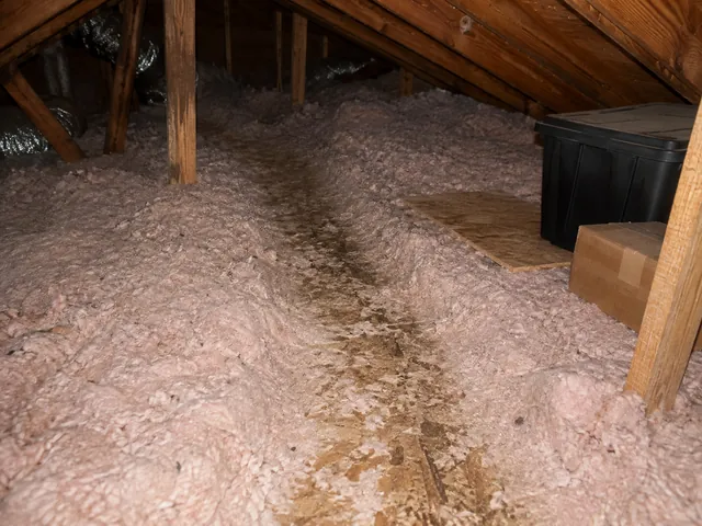 Attic insulation with flattened runs and disturbed blown-in insulation from animal activity