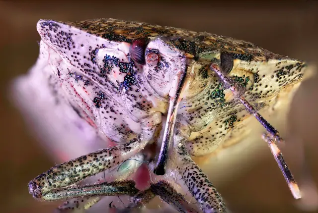 Close-up of a brown marmorated stink bug showing banded antennae