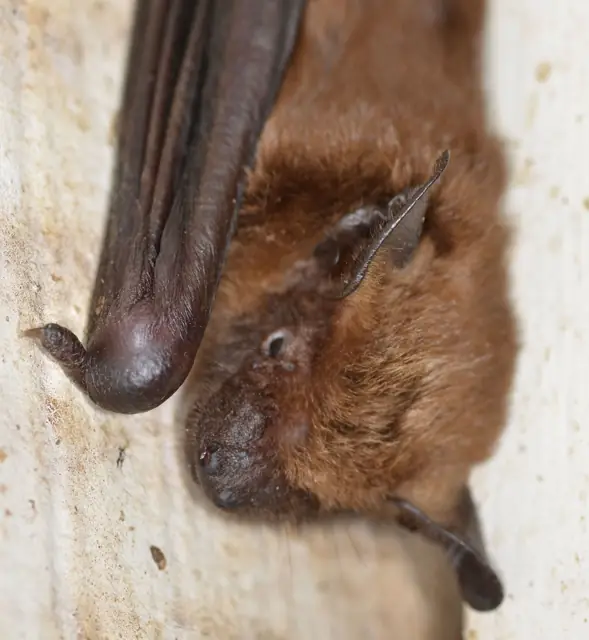 Big brown bat resting