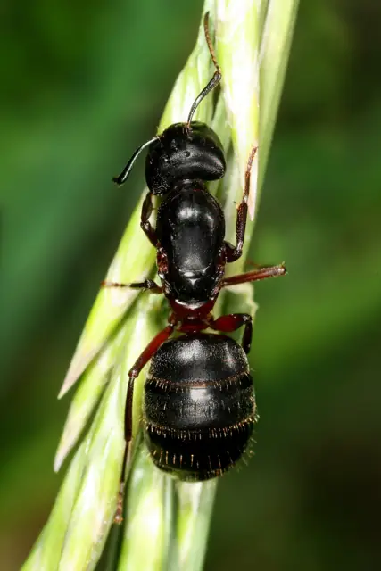 Large carpenter ant queen on wood
