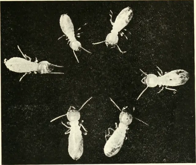Pale subterranean termite workers on wood
