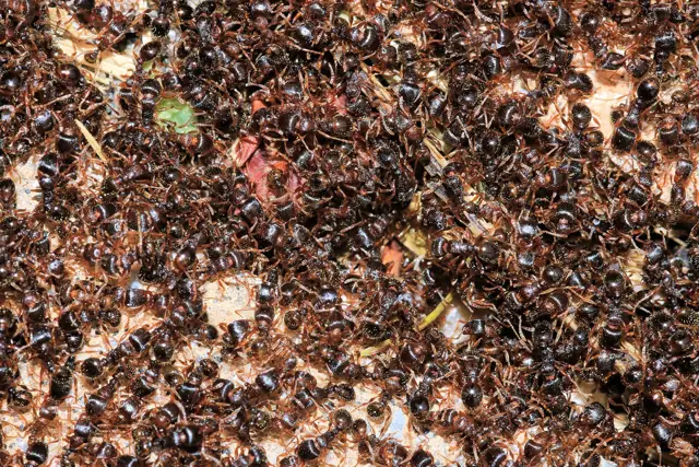 Pavement ants clustered on a paved surface