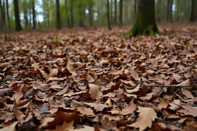 Damp leaf litter on a wooded property edge