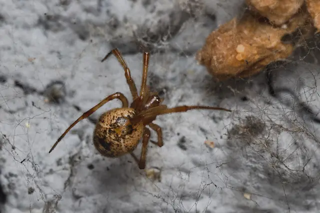 Common house spider in its tangled web