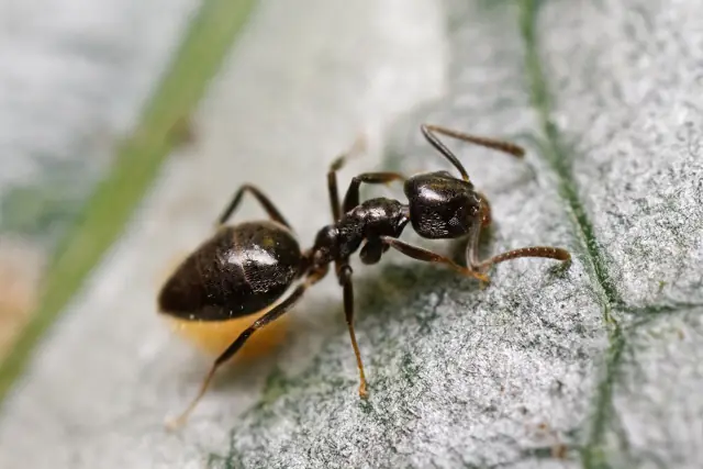 Odorous house ant on a light surface