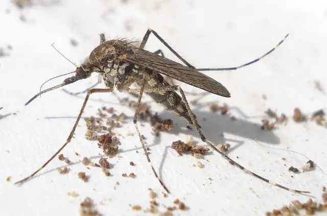 Adult Culex mosquito resting on a surface
