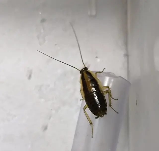 German cockroach showing two dark stripes behind the head