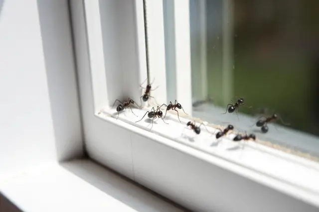Winged ants gathered on an interior windowsill