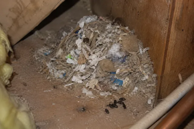 Mouse nest made of shredded insulation, paper and fabric in a hidden corner with droppings nearby