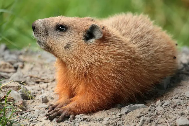 Groundhog sitting in grass