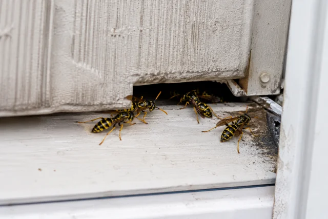 Yellowjackets entering a gap in white siding