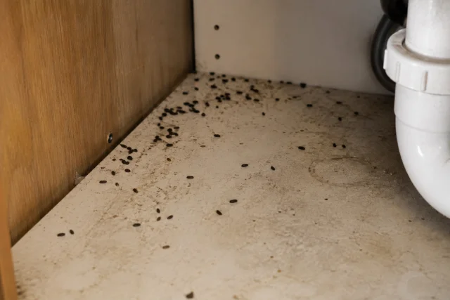 Mouse droppings scattered along the back of a cabinet under a sink