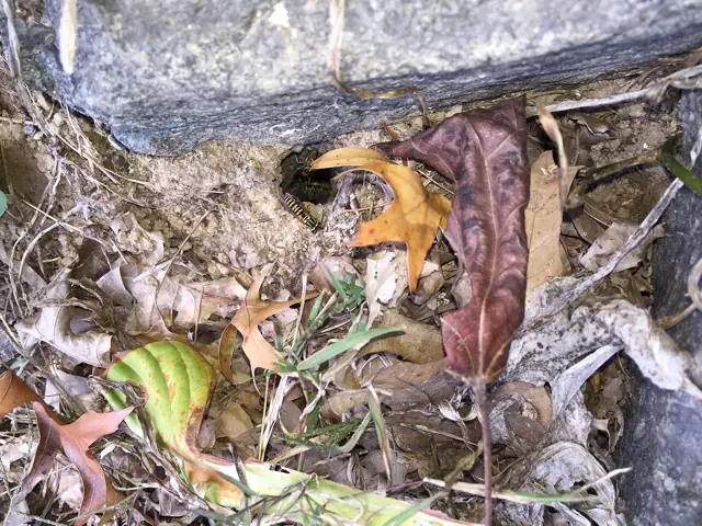 Yellowjackets flying at the entrance of a below-ground nest