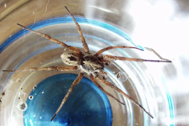 Wolf spider on the ground