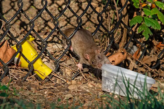 Norway rat foraging on the ground