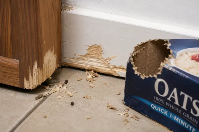 Fresh rodent gnaw marks on a wooden cabinet, baseboard, and an oats box