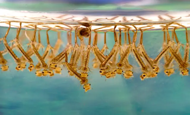 Mosquito larvae suspended in standing water