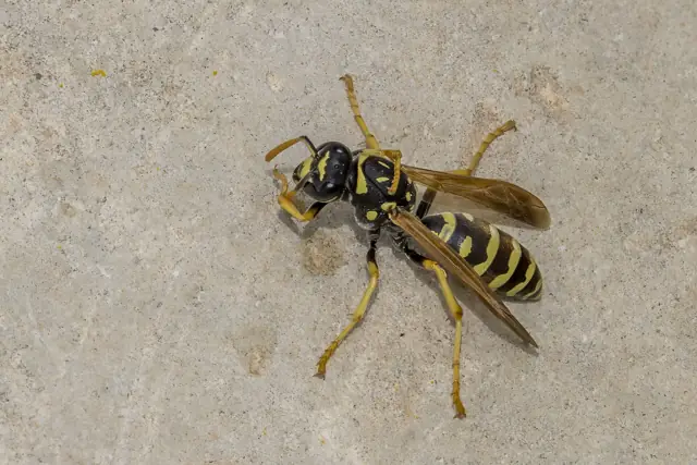 Paper wasp resting on its nest